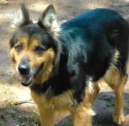 Layza, a black and tan German shepherd mix, standing outdoors in dappled sunlight