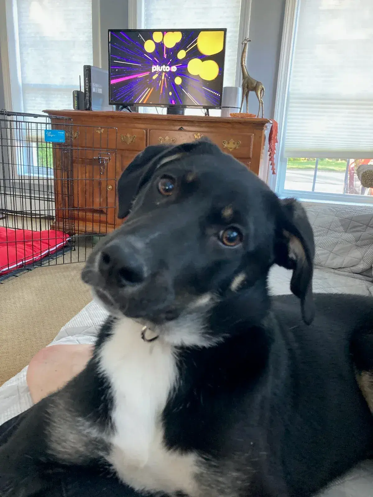 A black and white rescue dog lying on a bed indoors, head tilted to one side